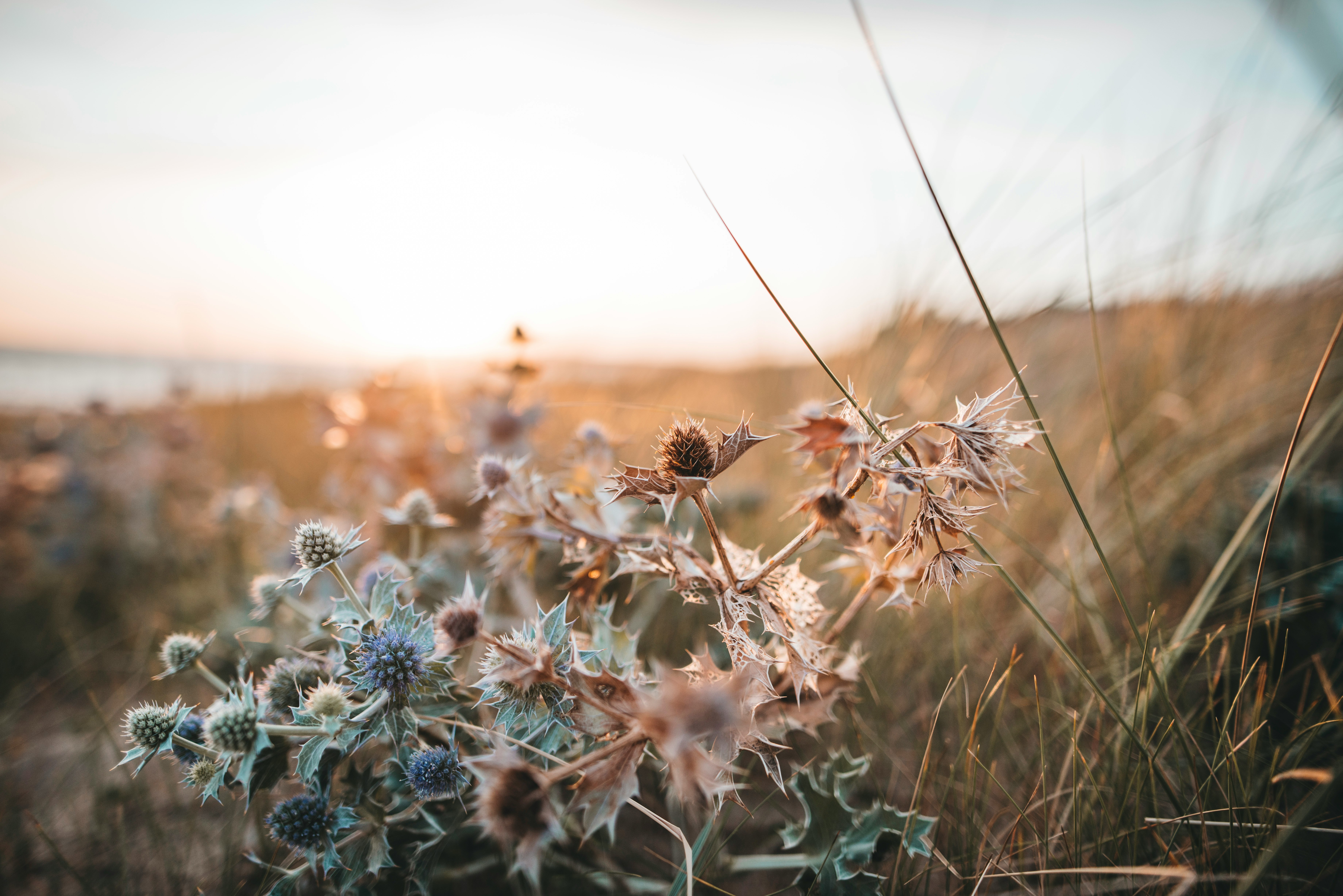 blue flowers in tilt shift lens